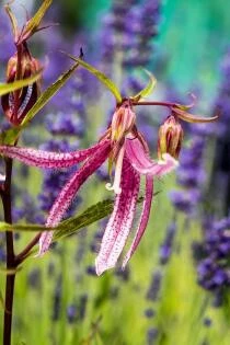 Campanula punctata 'Pink Octopus' - Klokjesbloem