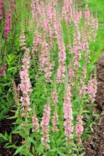 Lythrum salicaria Blush