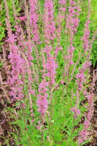 Lythrum salicaria Lady Sackville