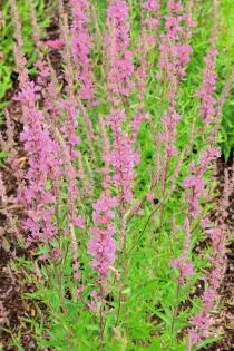 Lythrum salicaria Lady Sackville