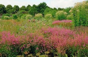 Lythrum virgatum 'Swirl' op de voorgrond in 'De Vlinderhof'