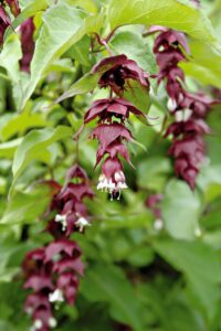 Leycesteria formosa
