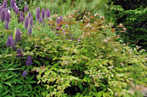 Leycesteria crocothyrsos