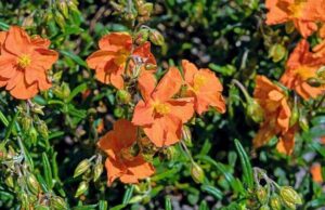 Helianthemum 'Ben More'
