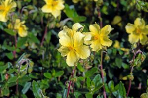 Helianthemum 'Ben Nada'