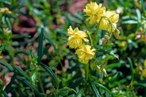 Helianthemum 'Gelbe Pearl'