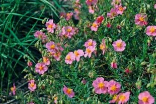 Helianthemum 'Lawrenson's Pink'