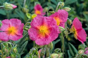 Helianthemum 'Prima Donna'
