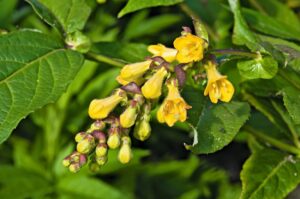 Leycesteria crocothyrsos