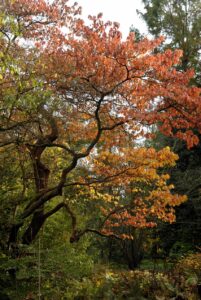 Sassafras albidum var. molle