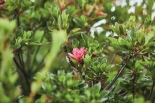 Azalea japonica - Japanse azalea - bloem
