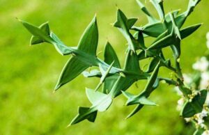 Colletia paradoxa