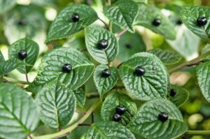 Helwingia japonica