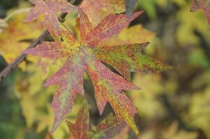 Liquidambar styraciflua 'Slender Silhouette'-