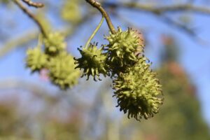 Liquidambar styraciflua 'Worplesdon'-