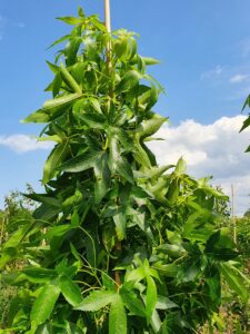Liquidambar styraciflua ‘Slender Silhouette’ - Amberboom