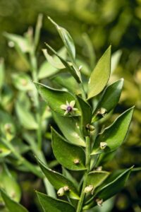 Ruscus aculeatus