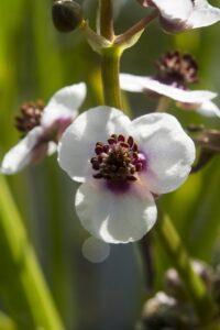 Sagittaria sagittifolia - Pijlkruid
