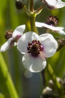 Sagittaria sagittifolia - Pijlkruid