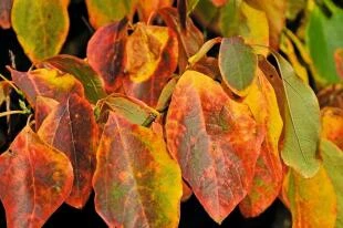 Sassafras albidum