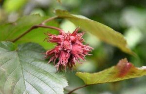 Corylus 'Rode Zellernoot'-Hazelnoot