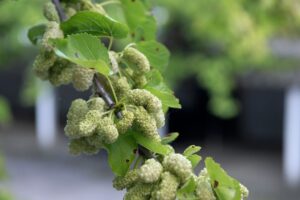 Morus alba - Witte Moerbei