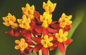 Asclepias curassavica