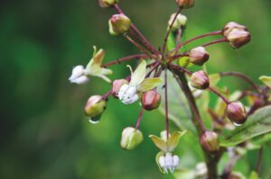 Asclepias exaltata