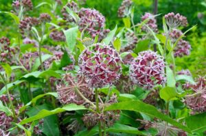 Asclepias speciosa