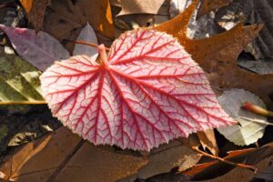 Begonia grandis ‘Evansii’