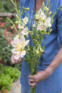 Bloemen pluktuin Modeste Herwig
