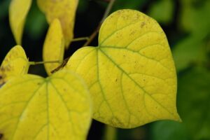Cercis gigantea