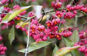 Euonymus phellomanus