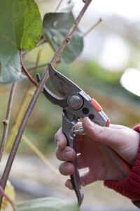 Tuinwerk - snoeien | Gardening - pruning, Wintersnoei | Winter pruning, Actinidia sinensis Modeste Herwig