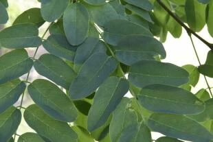 Robinia pseudoacacia ‘Umbraculifera’ - Bolacacia blad