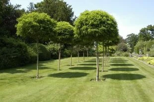 Robinia pseudoacacia ‘Umbraculifera’ - Bolacacia schaduw