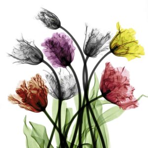 Arie van ’t Riet, Franse tulpen. Ingekleurde röntgenfoto