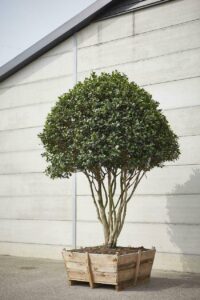 Camelia japonica bonomiana_Bomendael