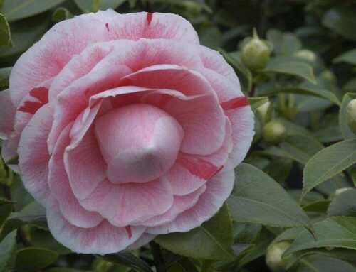 Camellia japonica ‘Bonomiana’