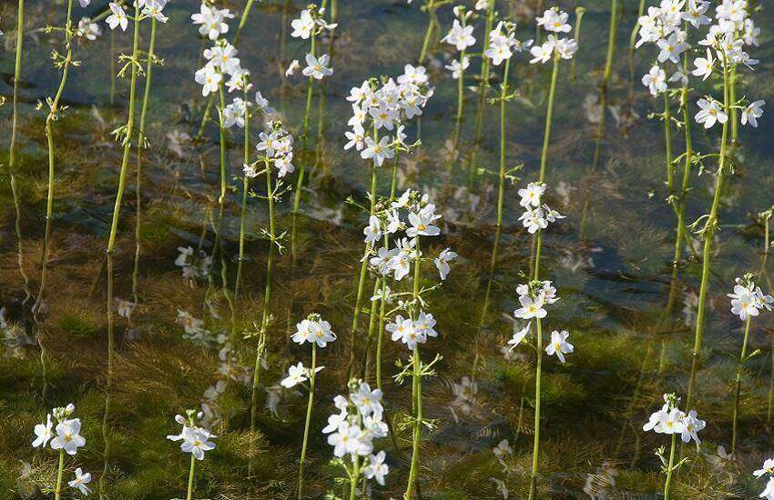 Hottonia palustris - Waterviolier