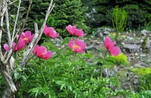 Paeonia anomala var. anomala