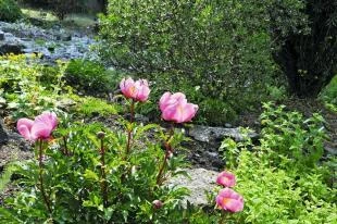 Paeonia broteroi