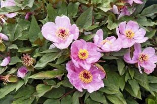 Paeonia cambessedesii