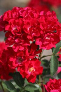 LA BELLE ROUGE