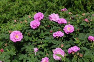 LIGHT PINK VALEDA-STREET DANCE