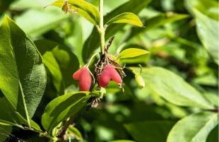 Lonicera fragrantissima - vrucht