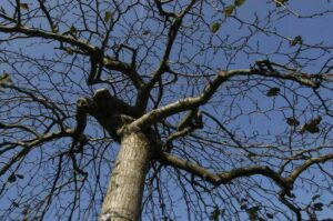 Ulmus glabra ‘Camperdownii’ - Treur-iep .