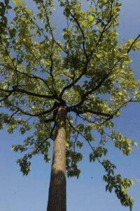 Ulmus glabra ‘Camperdownii’ - Treur-iep