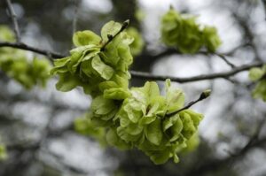 Ulmus glabra ‘Camperdownii’ - Treur-iep - blad