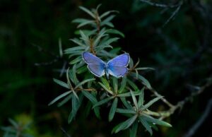 Gentiaan blauwtje foto L. van Onna